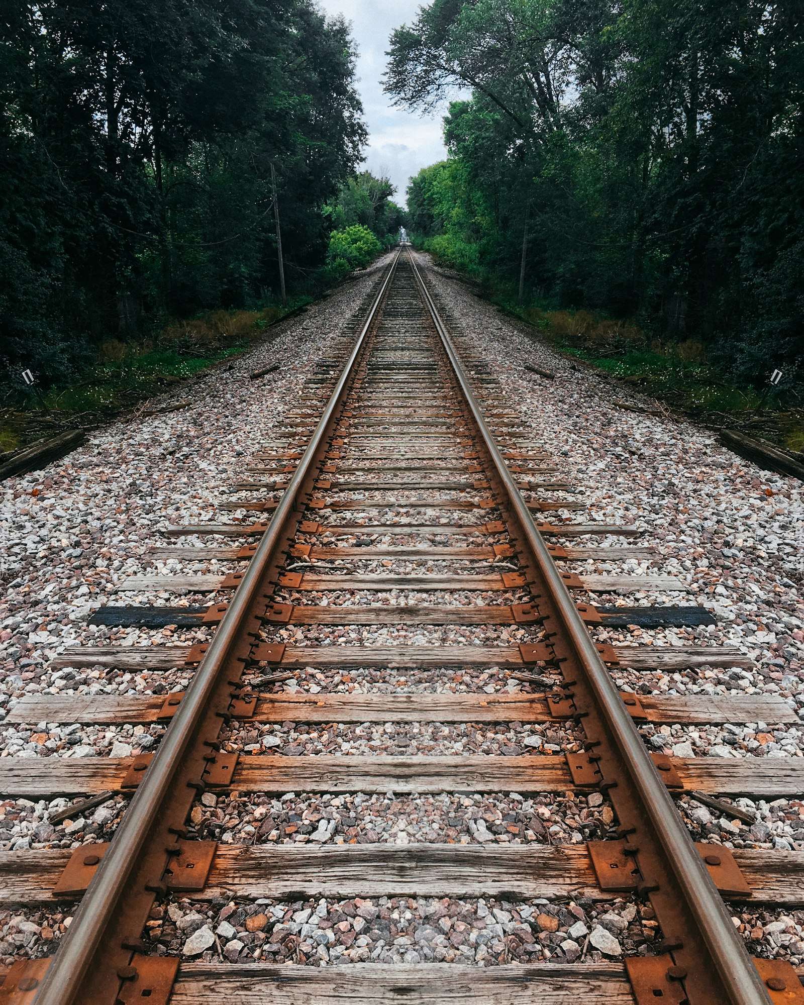 Railroad tracks surrounded by trees, representing the train line connecting the Illawarra to Sydney