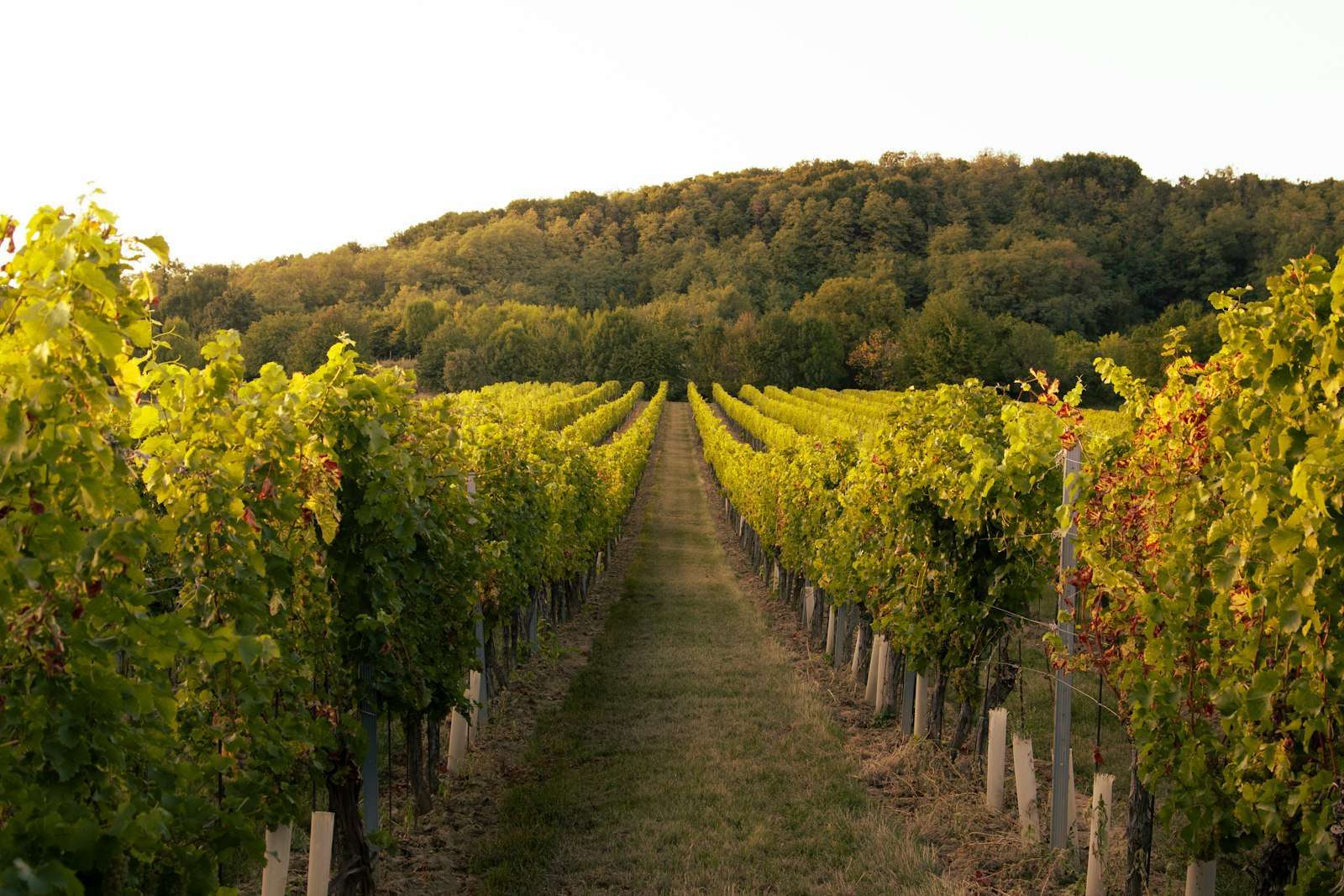 A vineyard with rows of vines, representing Griffith's Murrumbidgee Irrigation Area viticulture