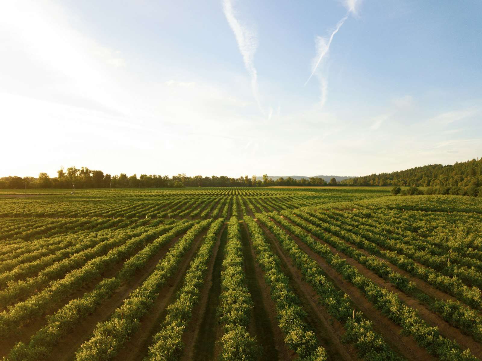 Rows of green crops in a farm field at sunset, representing Riverina agricultural land